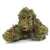 mary jane cbd