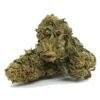 mary jane cbd