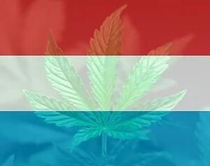 luxembourg cannabis auto culture