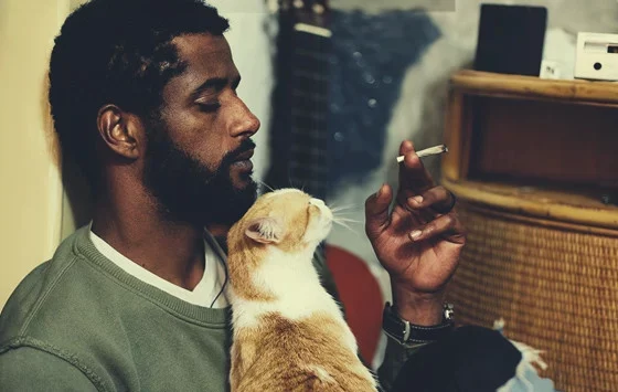 cannabis chien chat