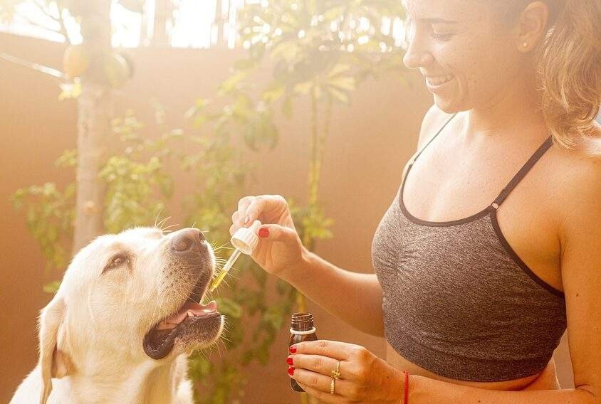 cbd pour les chiens et les chats