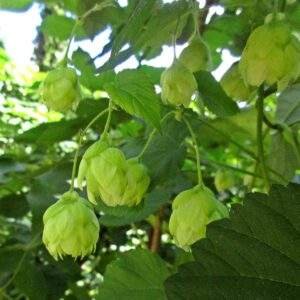 Humulus lupulus (Cannabaceae)