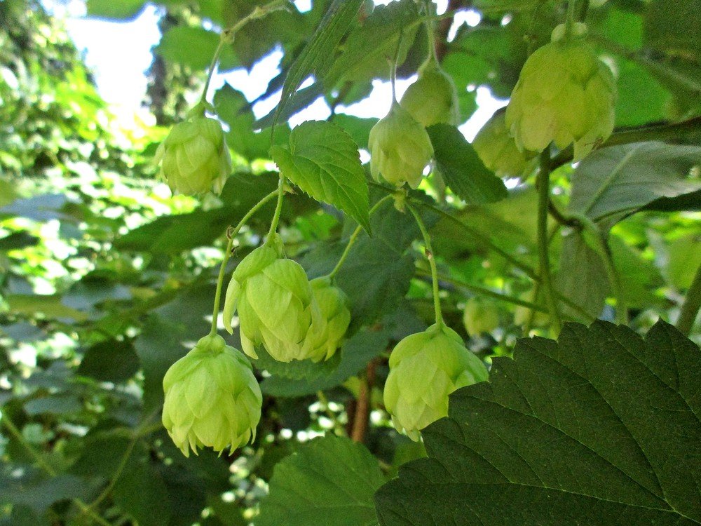 Humulus lupulus (Cannabaceae)