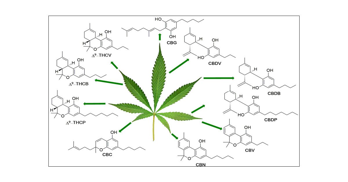 phyto-cannabinoïdes