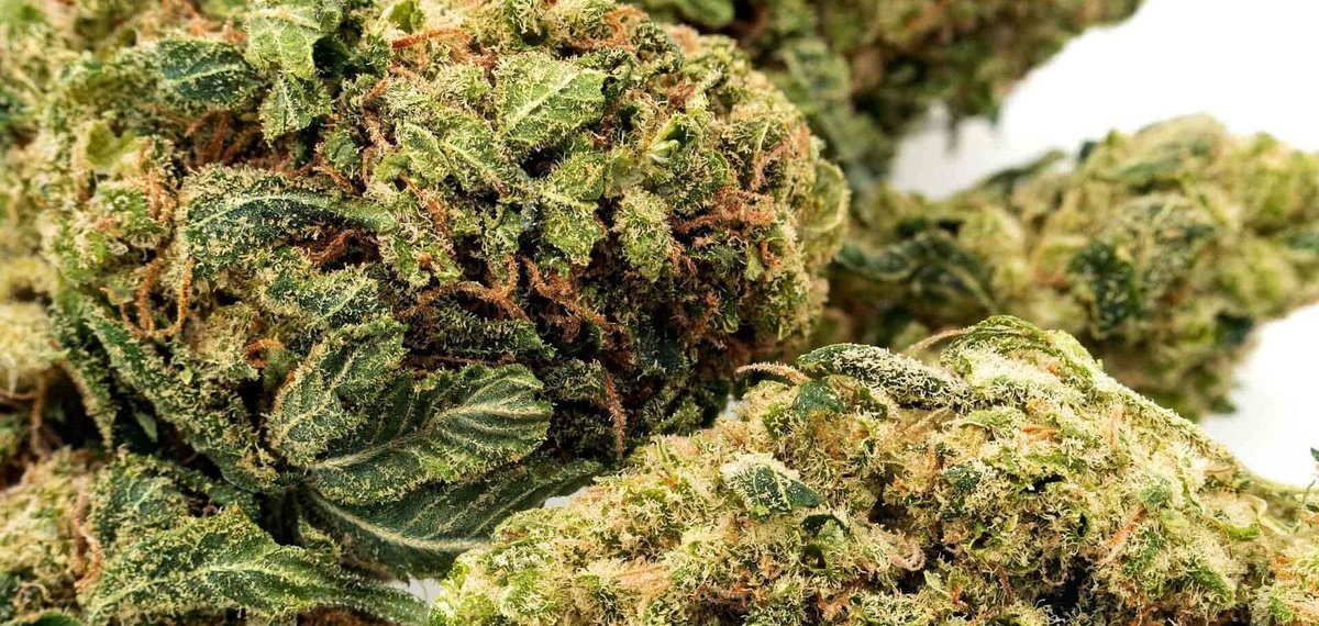 prix fleurs cbd