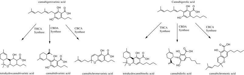 biosynthèse cannabinoïdes