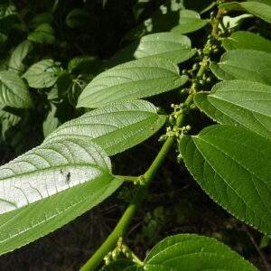 Trema micrantha Blume