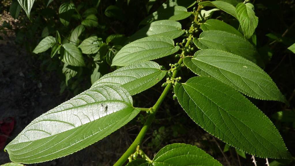 Trema micrantha Blume