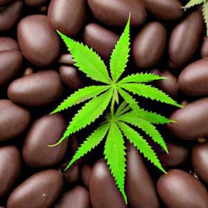 Fèves de Cacao et le Cannabis