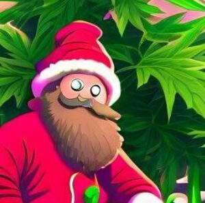 noël cannabis cbd