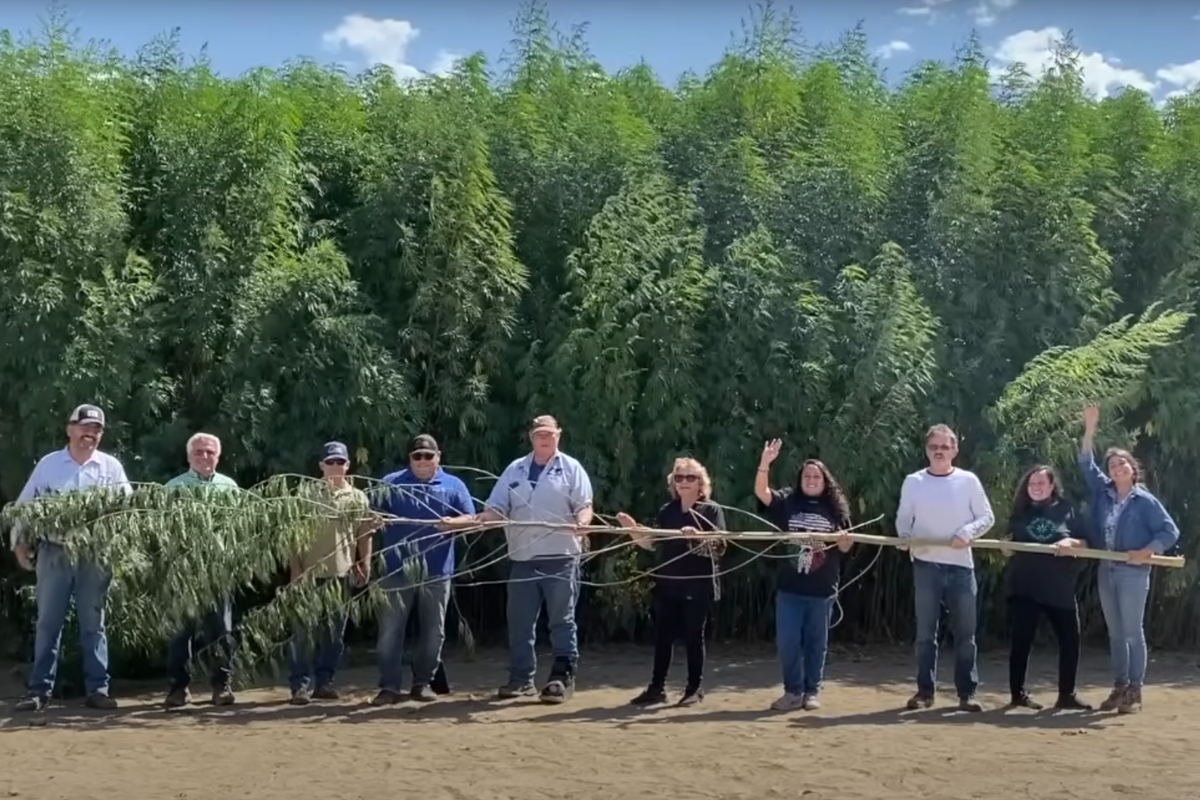 la plus grande plante de chanvre au monde