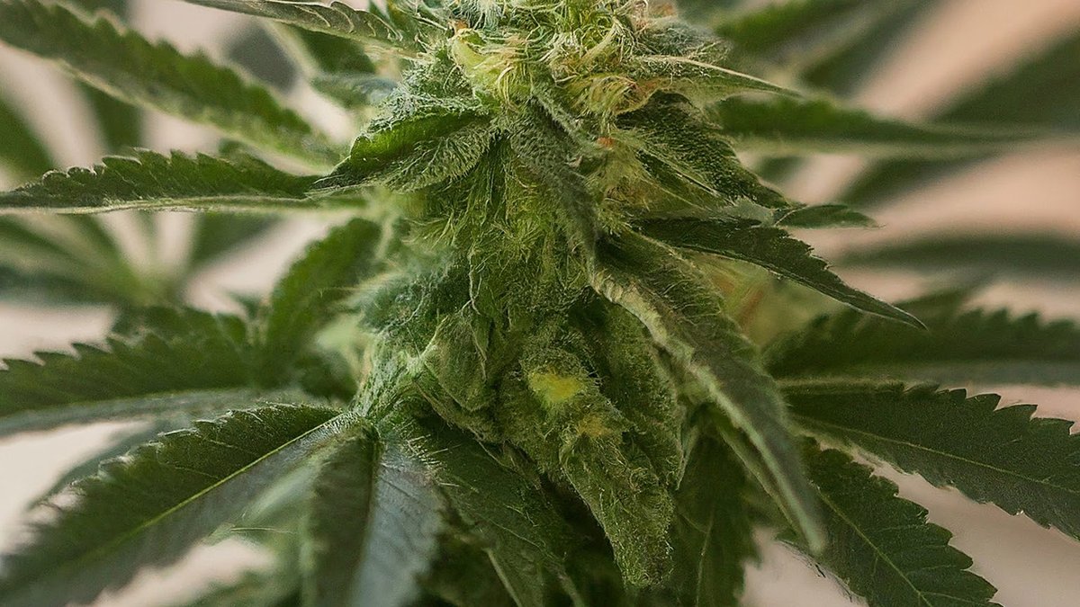 culture de cannabis italie