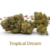 tropical dream cbd