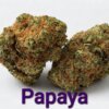 Papaya CBD 14% CBD Indoor CBD
